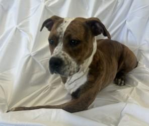 Enlarge Harriett, a Adoptable mixed breed in West Memphis, AR image 3/3