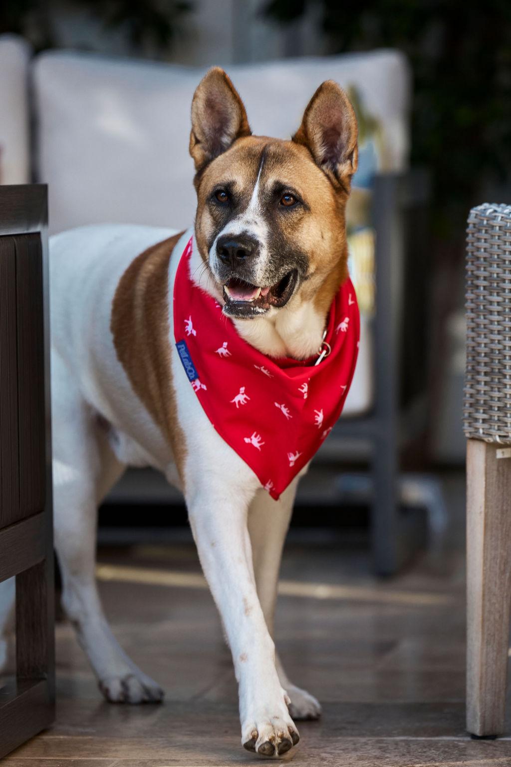 Sampson, a Adoptable mixed breed in El Segundo, CA image 2/5