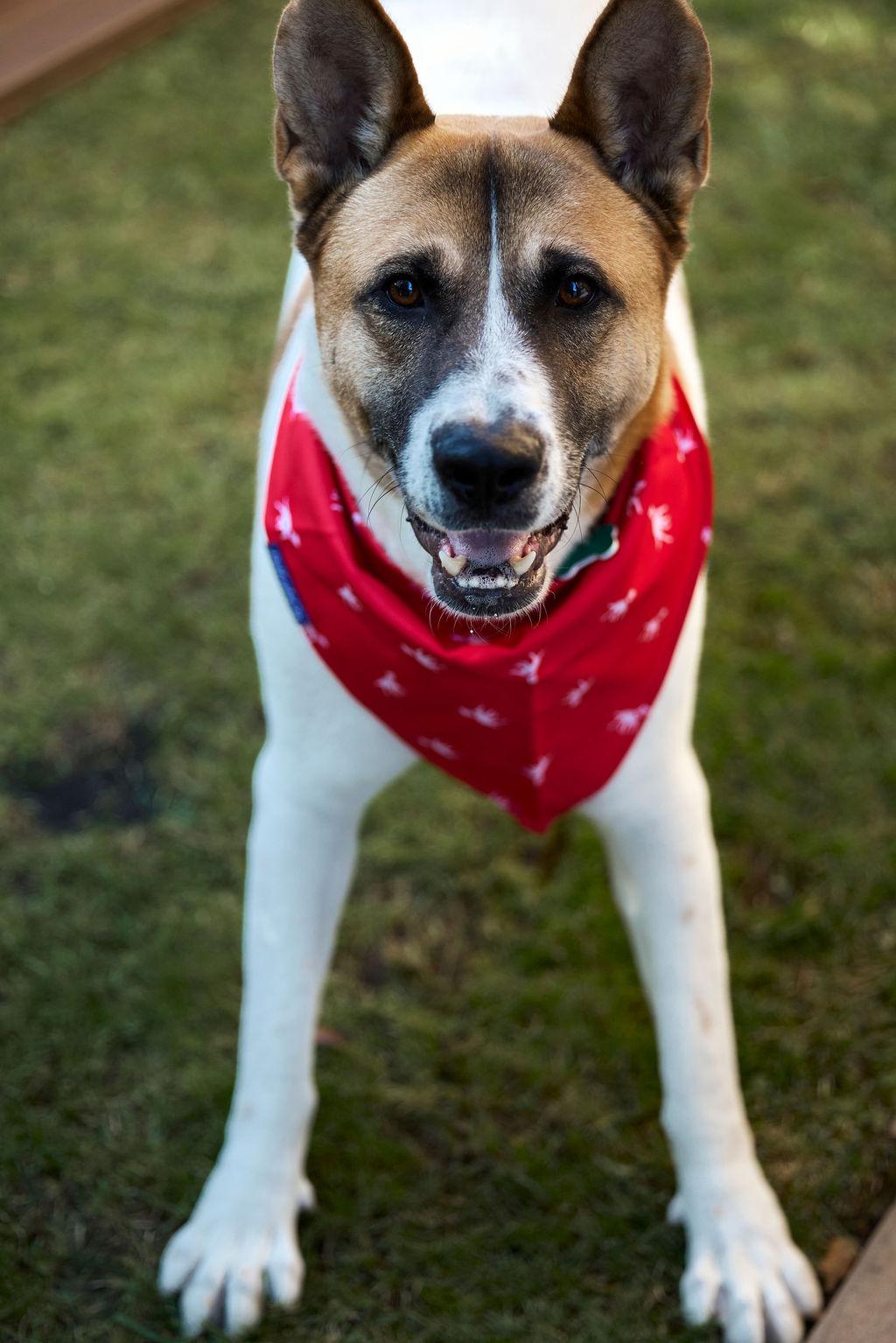 Sampson, a Adoptable mixed breed in El Segundo, CA image 3/5