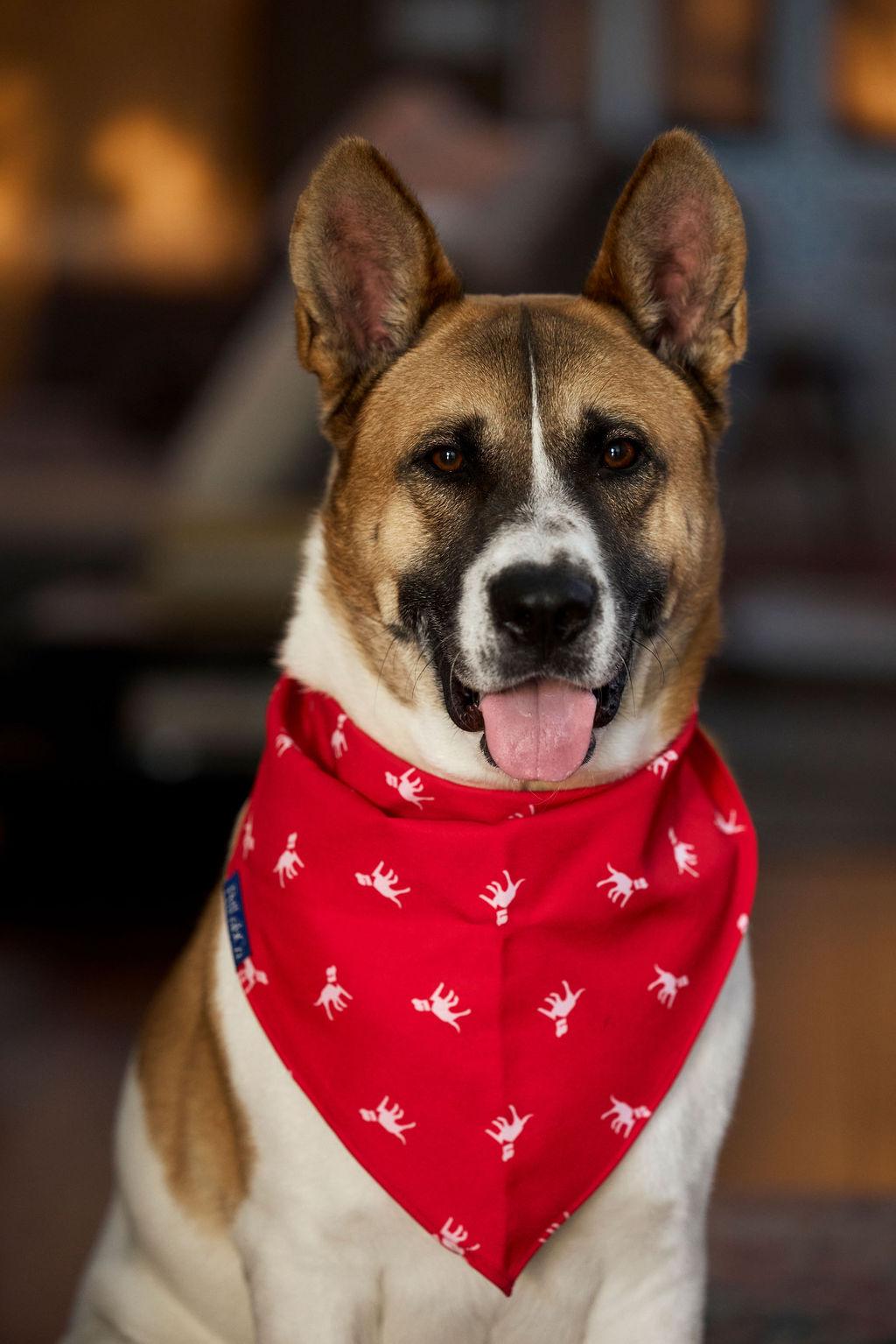 Sampson, a Adoptable mixed breed in El Segundo, CA image 1/5