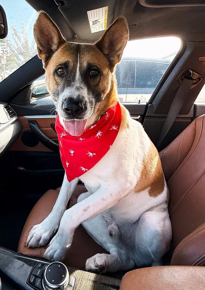 Sampson, a Adoptable mixed breed in El Segundo, CA image 5/5