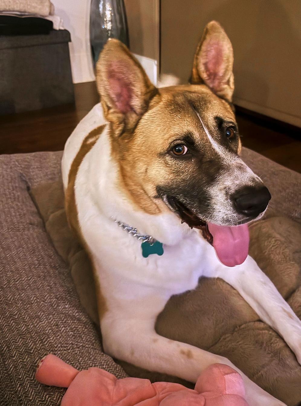 Sampson, a Adoptable mixed breed in El Segundo, CA image 4/5