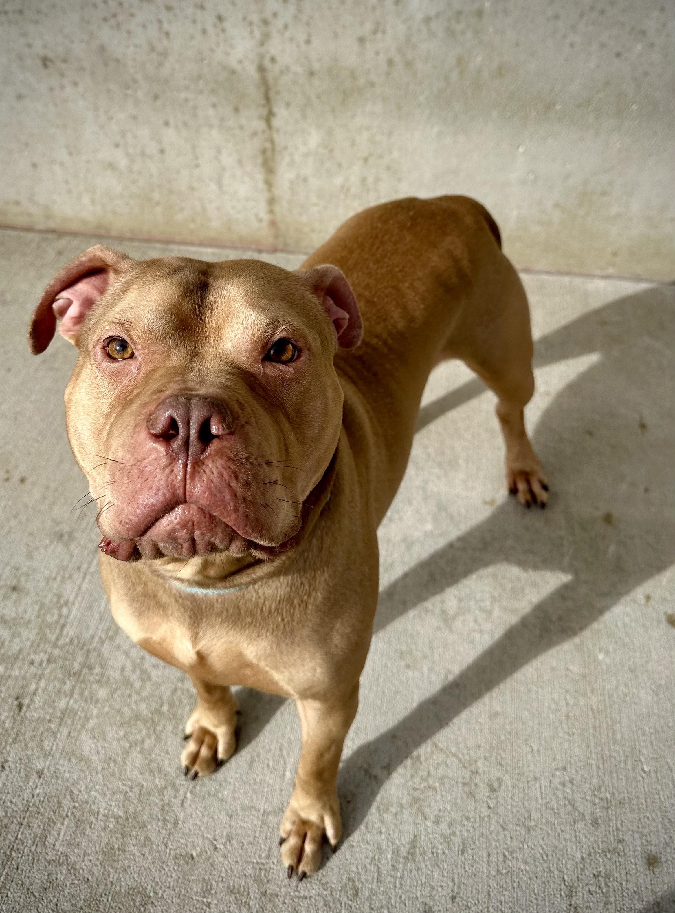 Drako, a Adoptable Pit Bull Terrier in Mason City, IA image 3/3