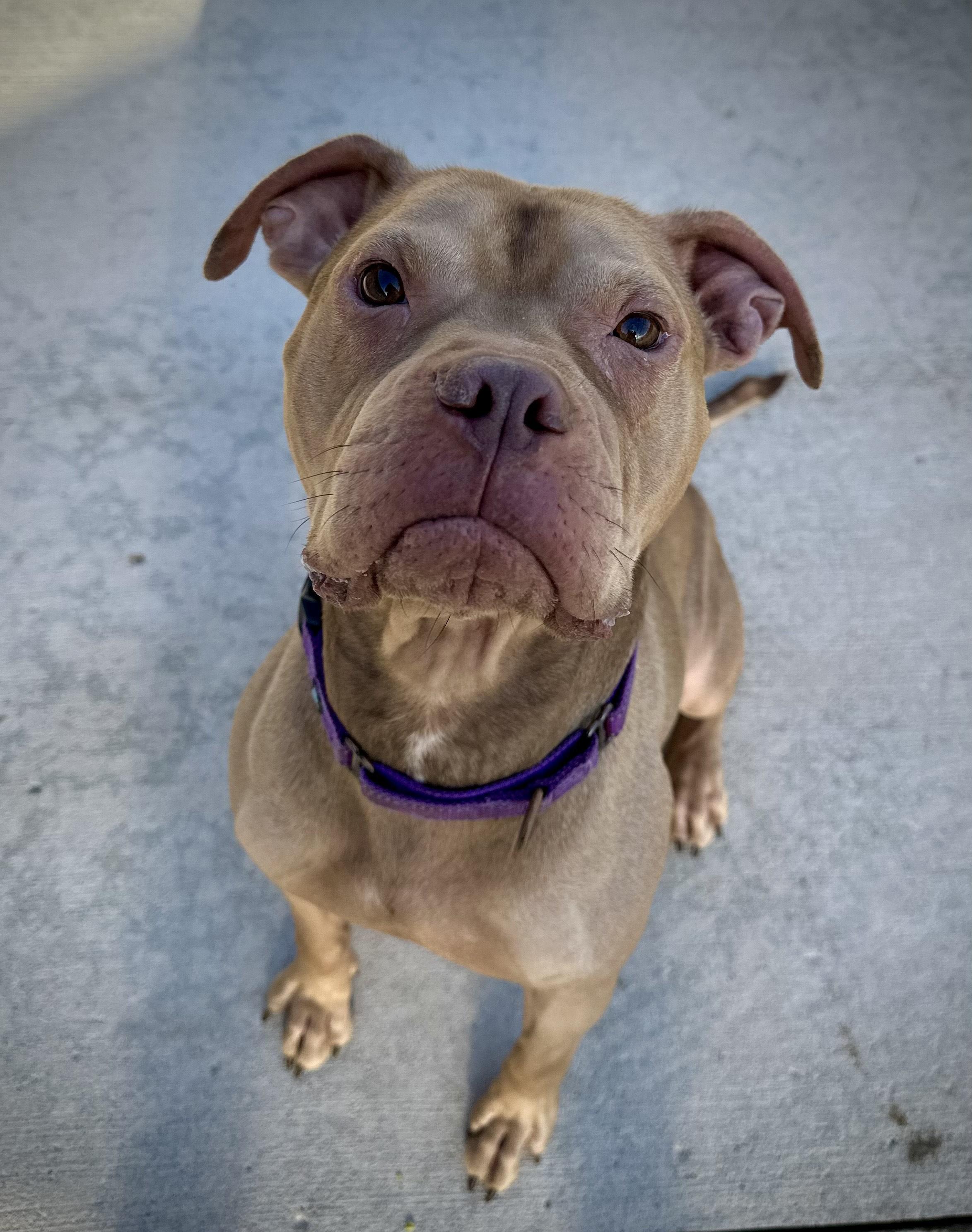 Drako, a Adoptable Pit Bull Terrier in Mason City, IA image 2/3