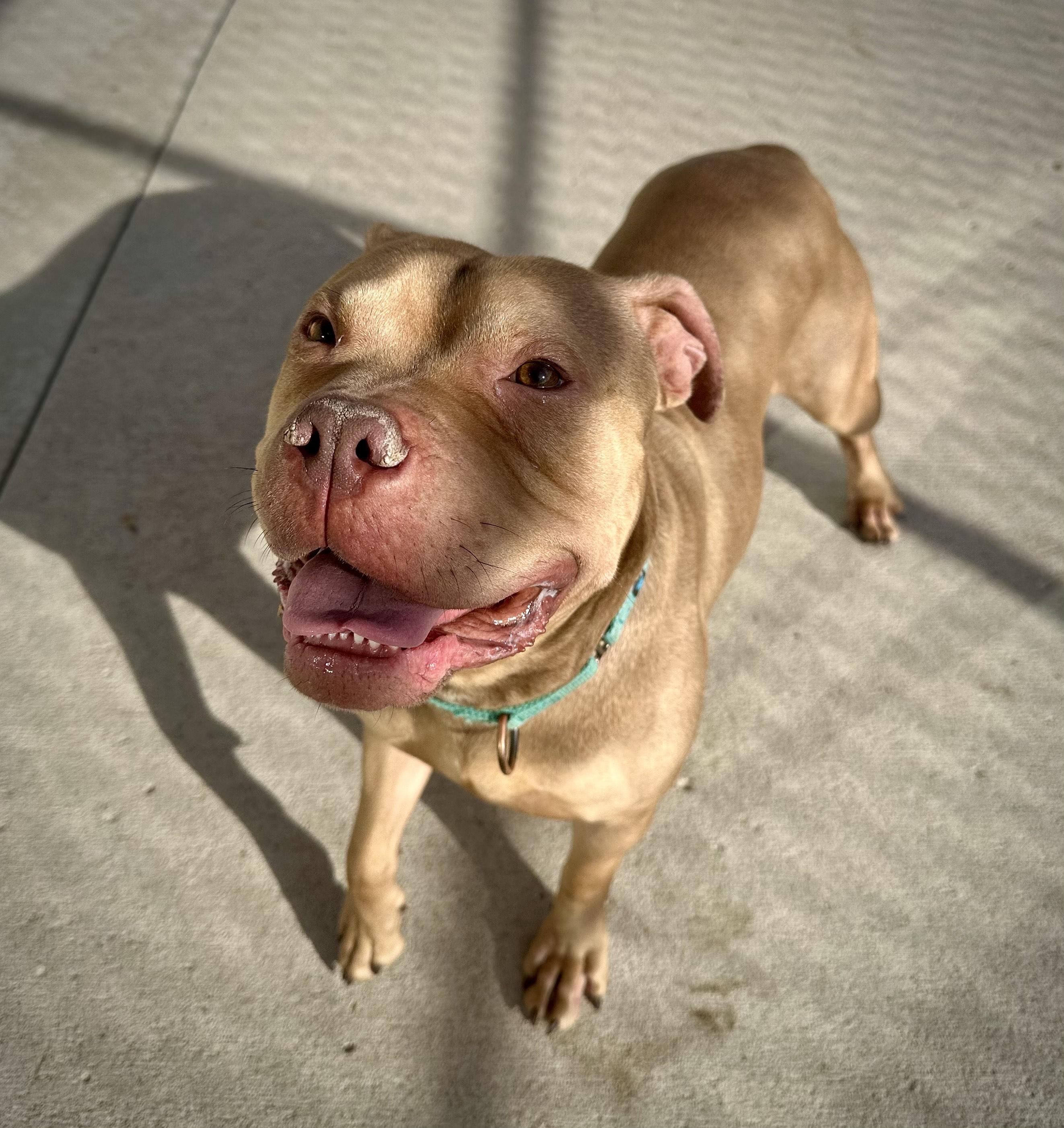 Drako, a Adoptable Pit Bull Terrier in Mason City, IA image 1/3