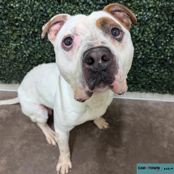 Enlarge Apollo, a Adoptable mixed breed in Lexington, KY image 2/2