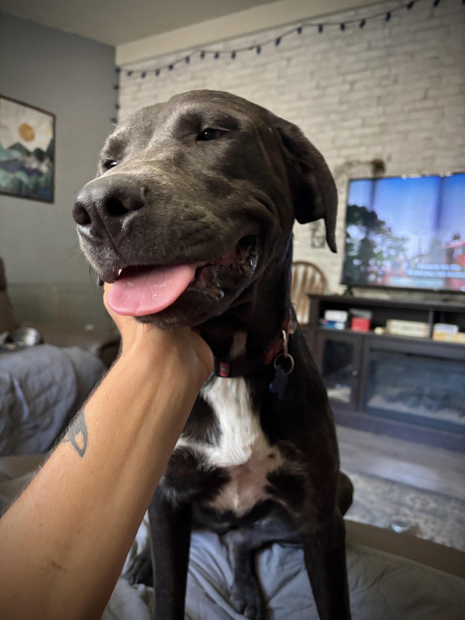 URGENT - Penny, Adoptable, Young Female Labrador Retriever & Great Pyrenees.