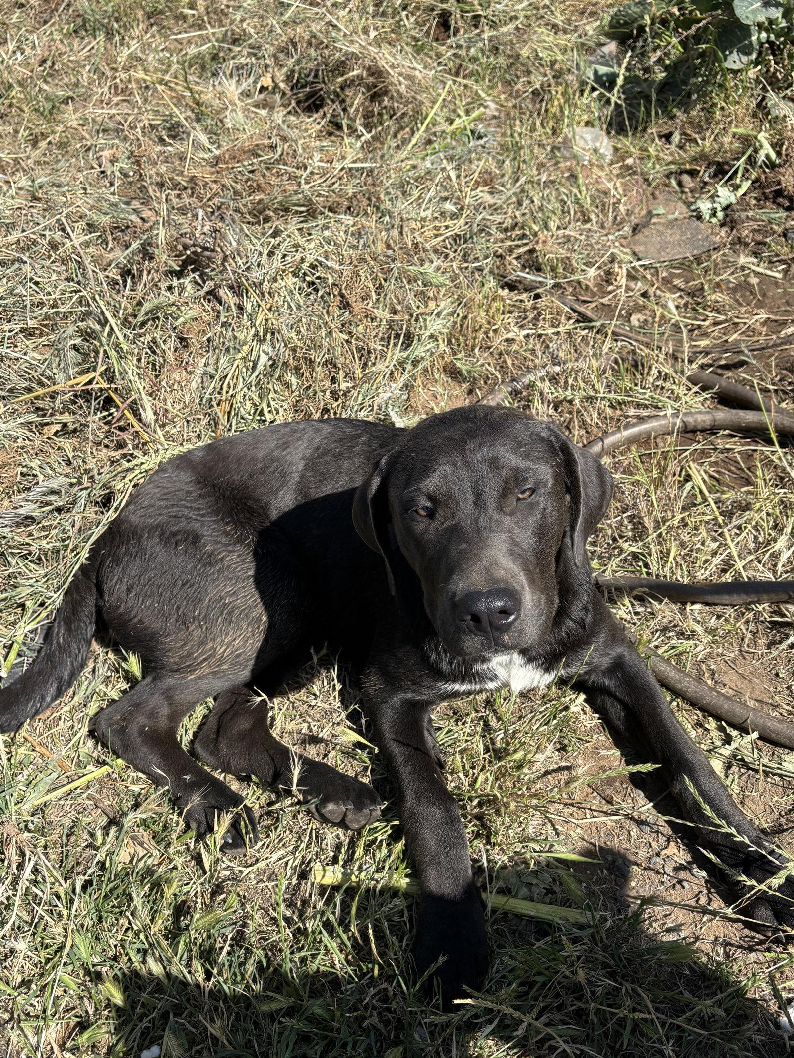 Penny, Adoptable, Young Female Labrador Retriever & Great Pyrenees.