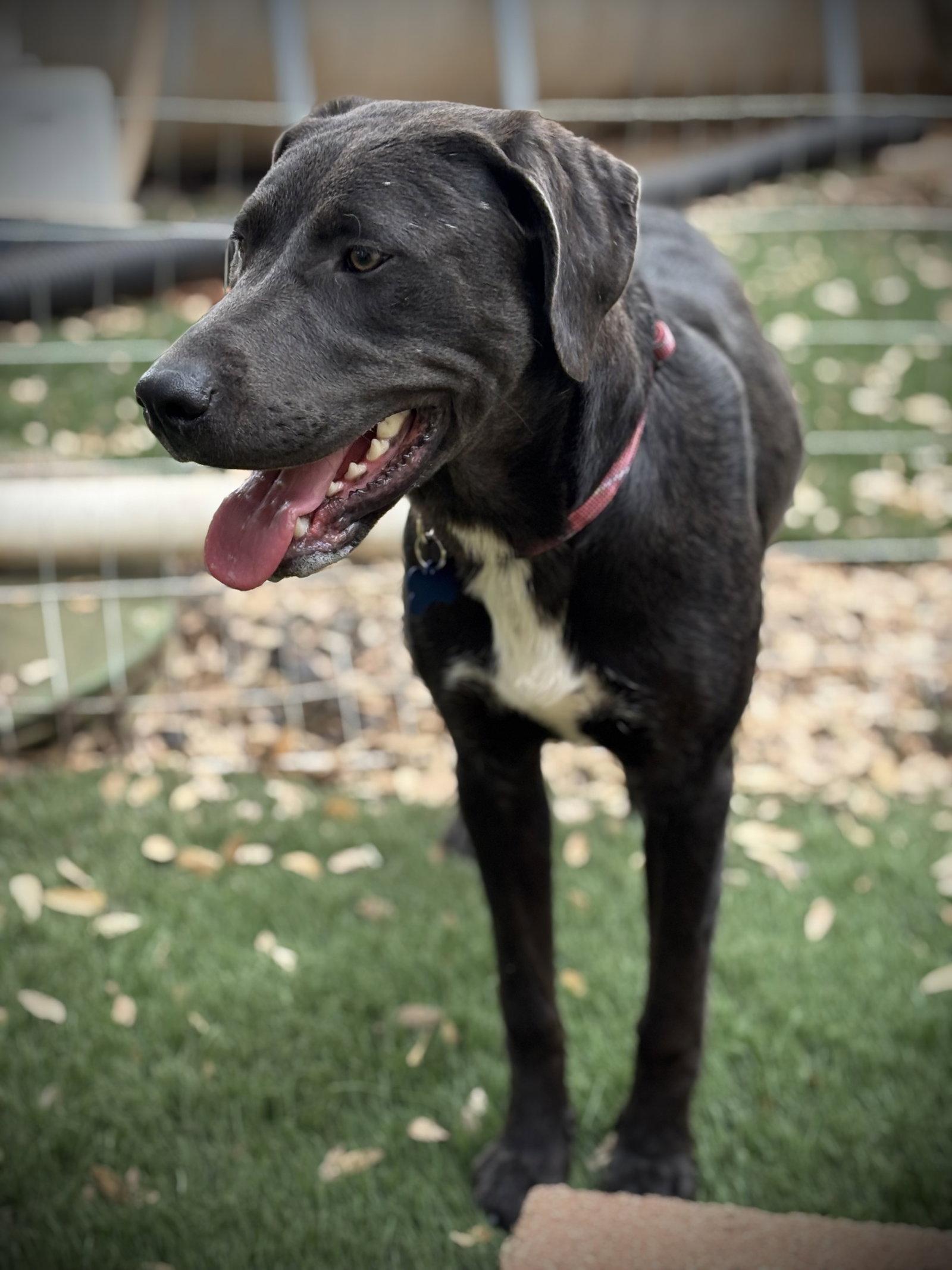 URGENT - Penny, a Adoptable mixed breed in Milpitas, CA image 2/3
