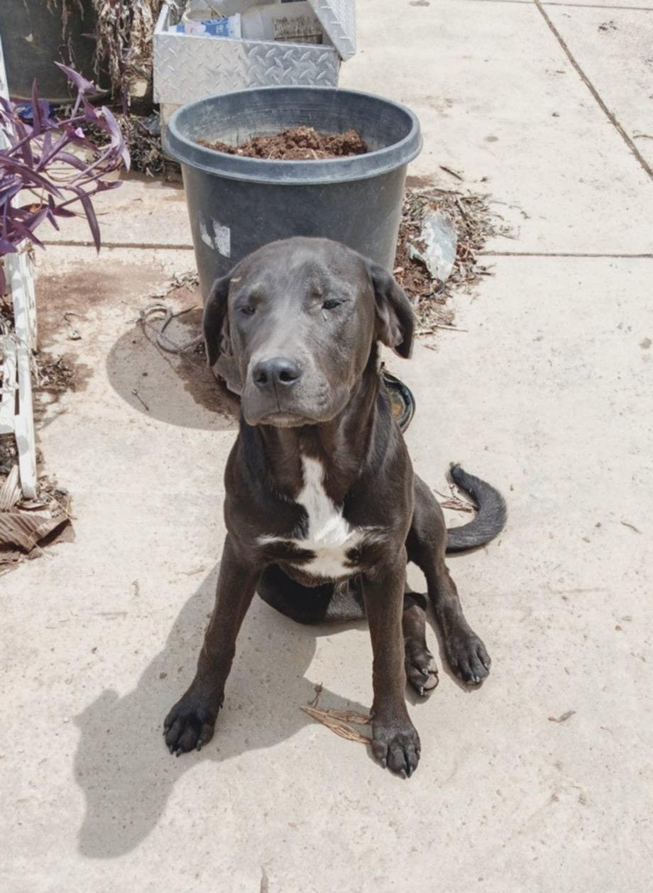 Enlarge Penny, a Adoptable mixed breed in Milpitas, CA image 2/3