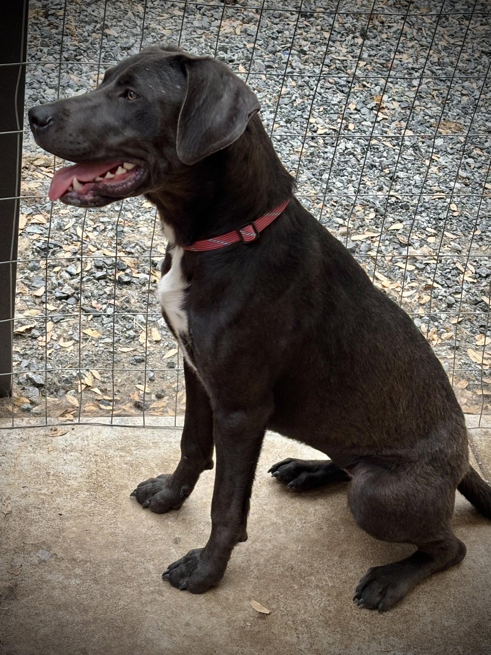 URGENT - Penny, a Adoptable mixed breed in Milpitas, CA image 3/3
