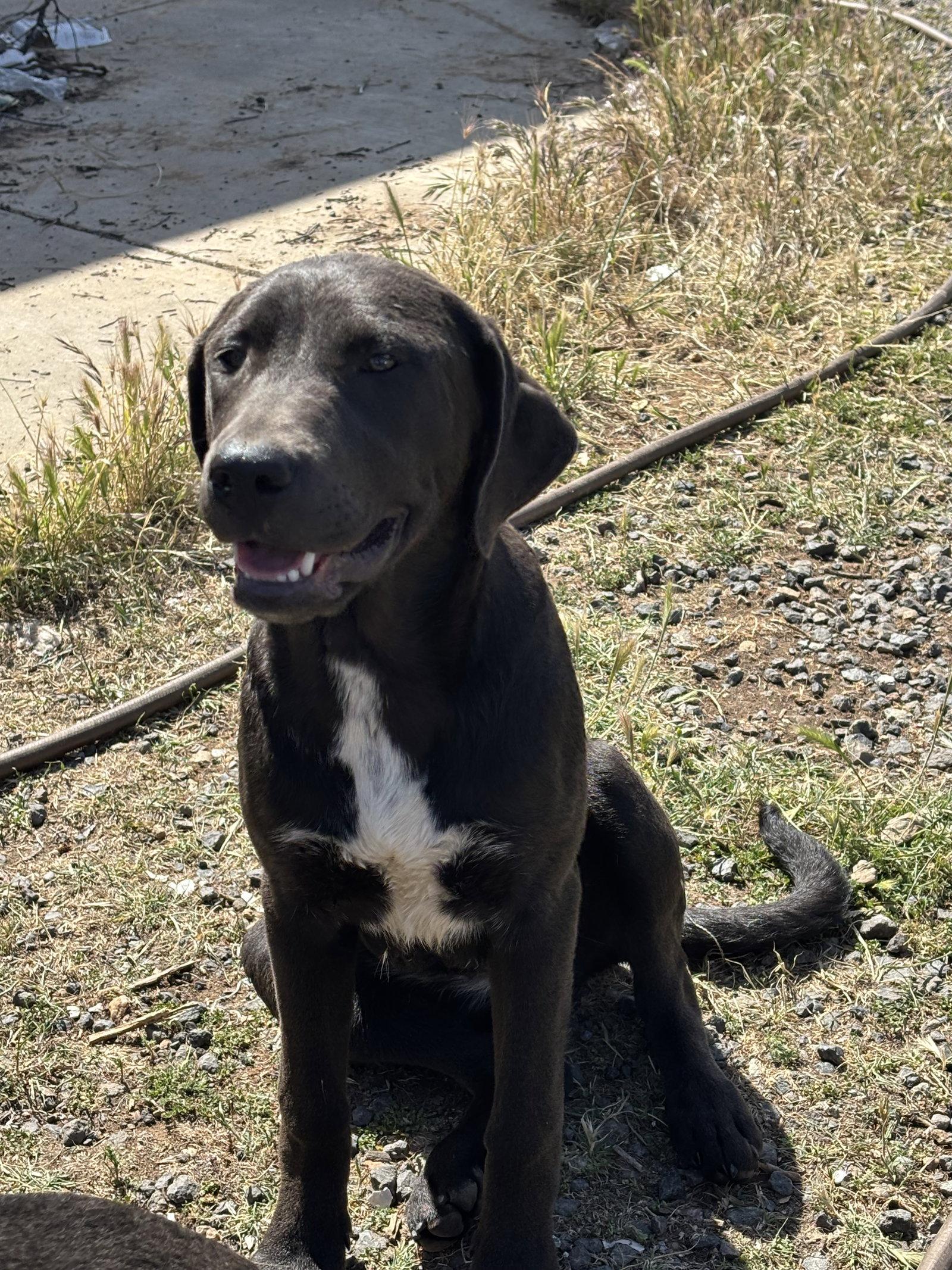 Enlarge Penny, a Adoptable mixed breed in Milpitas, CA image 3/3