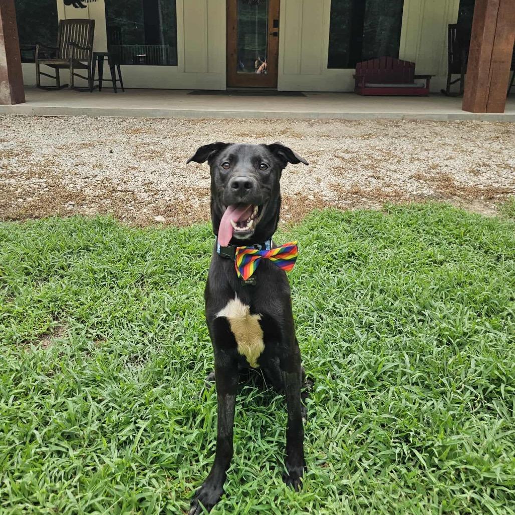 Enlarge Koa, a Adoptable mixed breed in Pearland, TX image 1/6