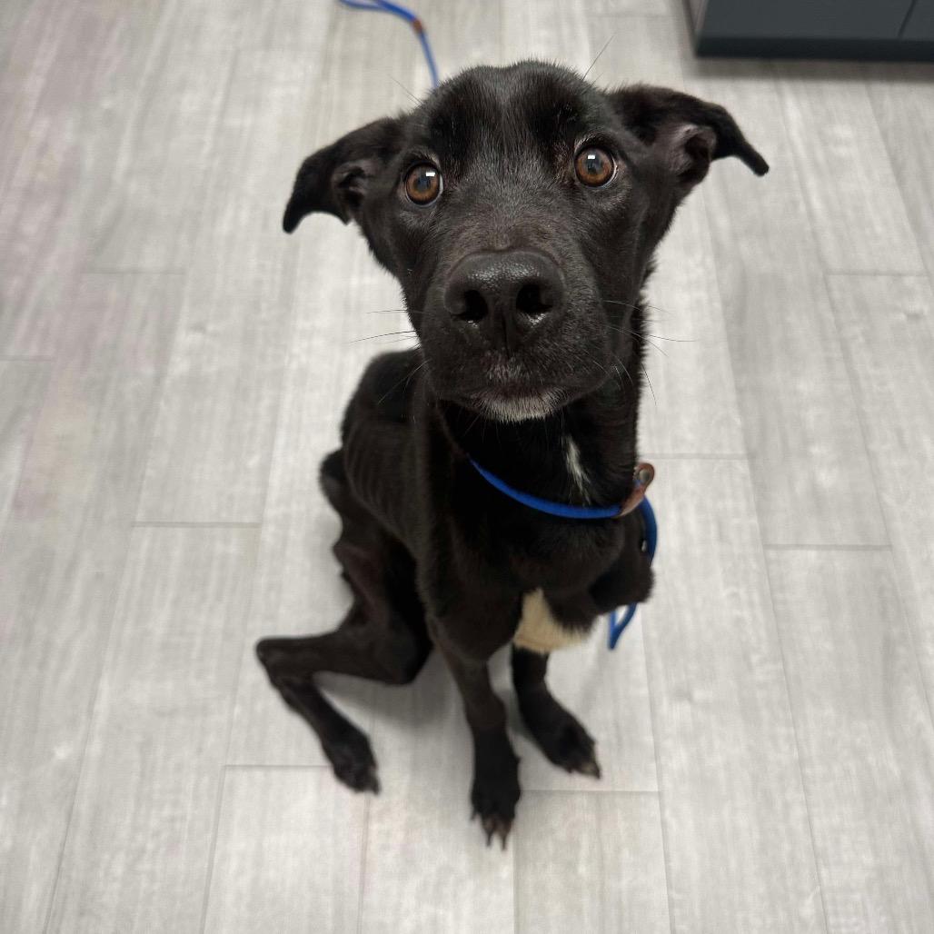 Enlarge Koa, a Adoptable mixed breed in Pearland, TX image 2/6