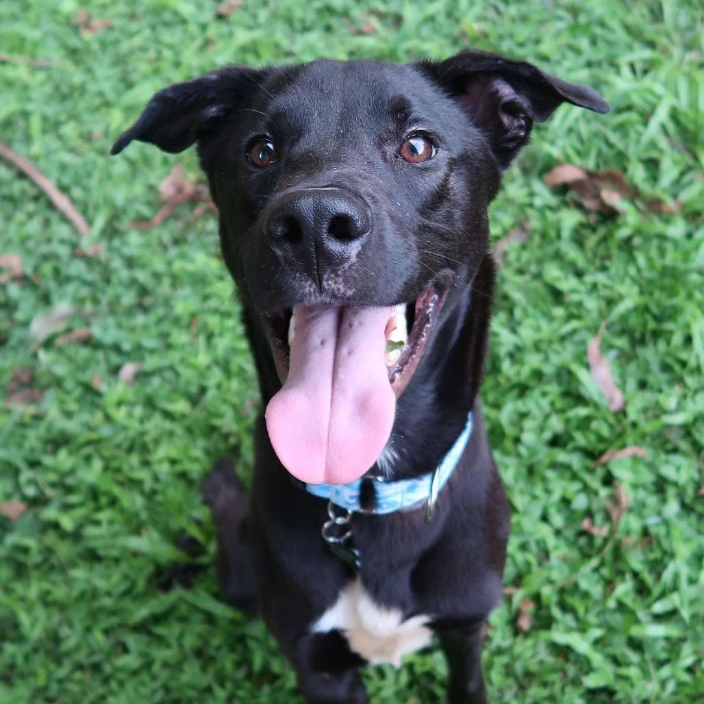 Enlarge Koa, a Adoptable mixed breed in Pearland, TX image 3/6