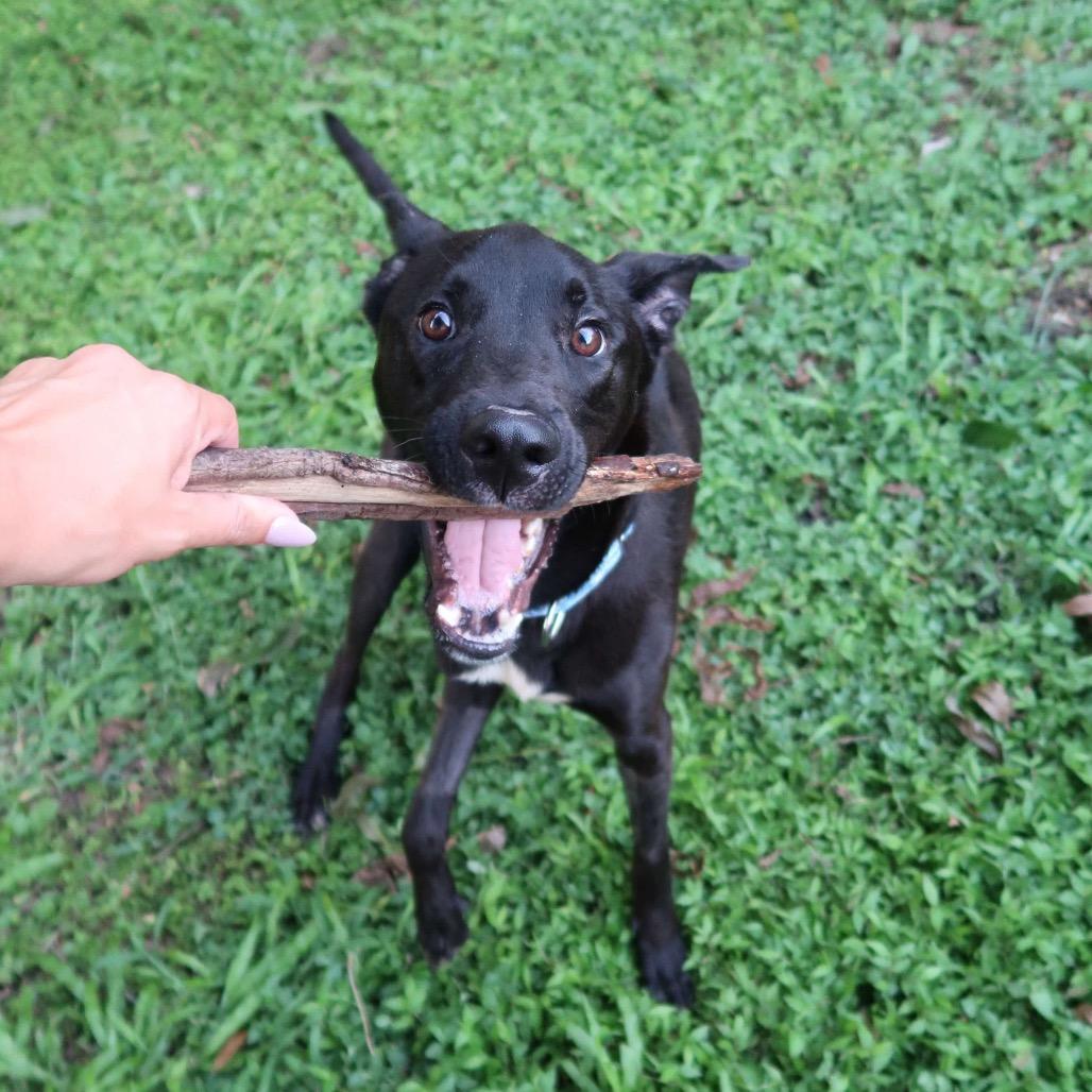 Enlarge Koa, a Adoptable mixed breed in Pearland, TX image 4/6