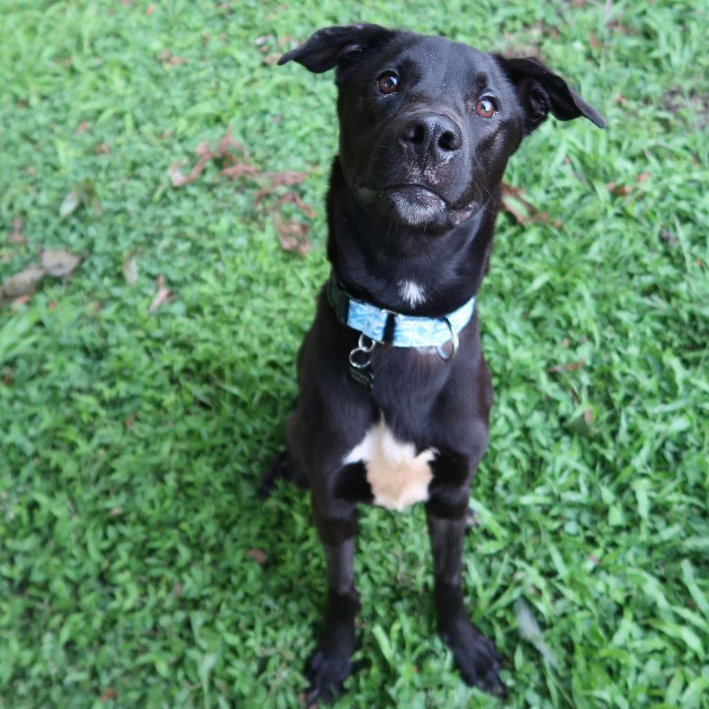 Enlarge Koa, a Adoptable mixed breed in Pearland, TX image 5/6