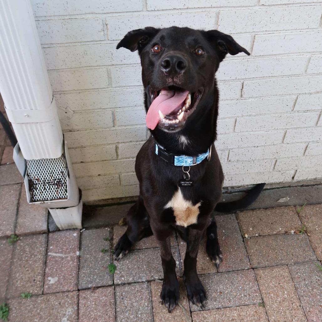 Enlarge Koa, a Adoptable mixed breed in Pearland, TX image 6/6