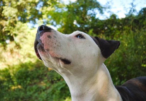 Sterling, Adoptable, Adult Female Pit Bull Terrier.