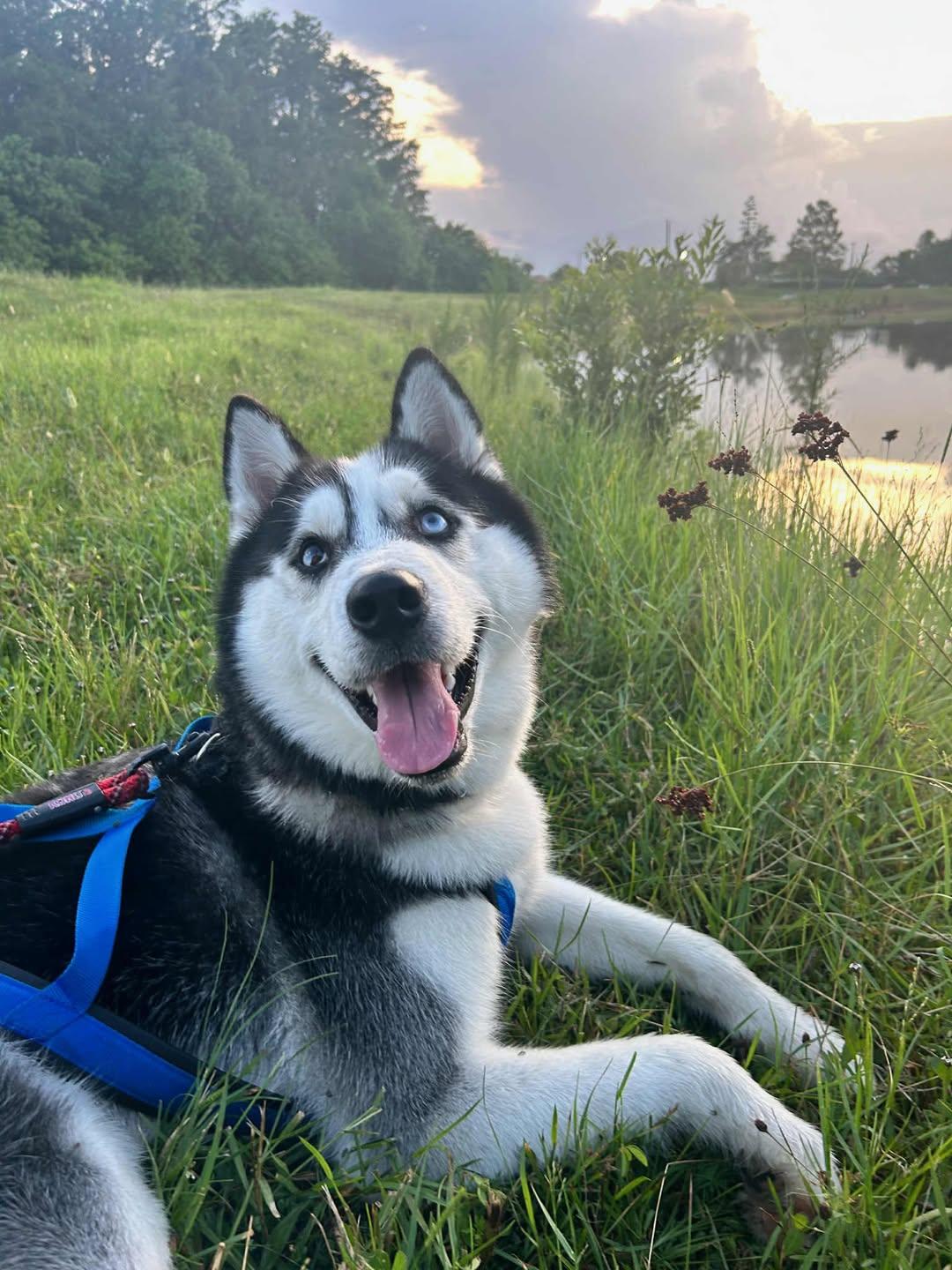 Nico, adopted, Young Male Husky.