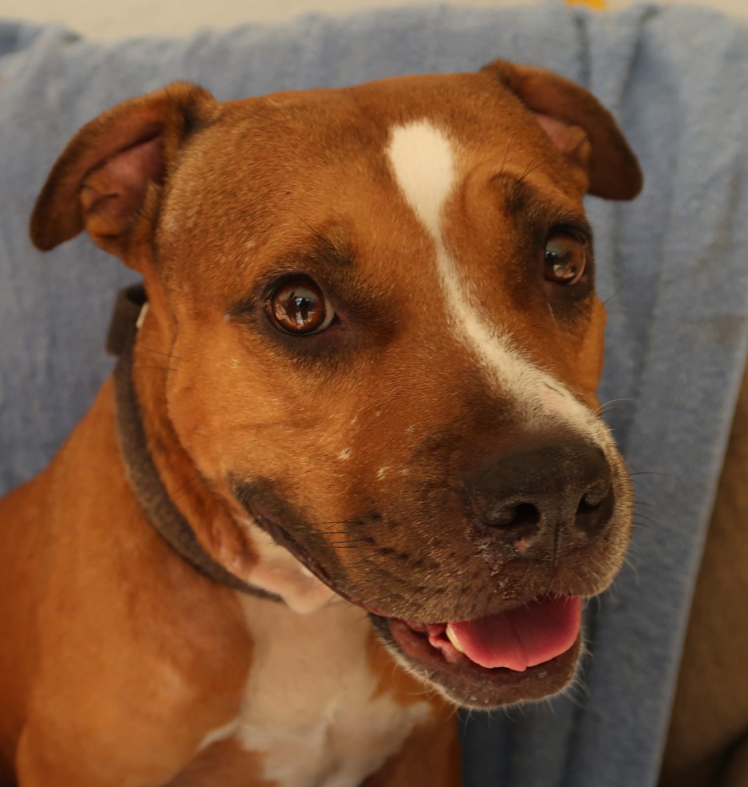 Enlarge Bunny!   Pocket-Pit! (44 lbs)  Smart!  Fetches!  Endearing <3, a Adoptable mixed breed in St. Petersburg, FL image 2/6