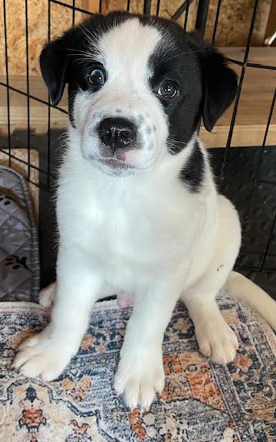 Enlarge Wiggy, a ADOPTABLE mixed breed in Cumming, GA image 4/6