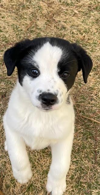 Wiggy, adopted, Puppy Male Border Collie & Labrador Retriever.
