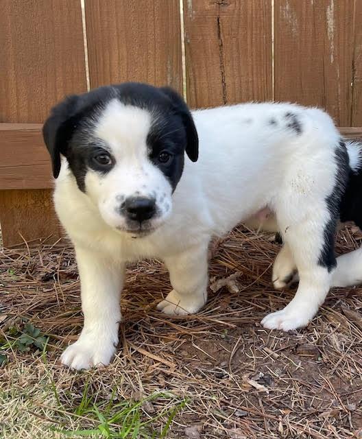 Enlarge Wiggy, a ADOPTABLE mixed breed in Cumming, GA image 3/6