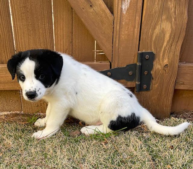 Enlarge Wiggy, a ADOPTABLE mixed breed in Cumming, GA image 6/6