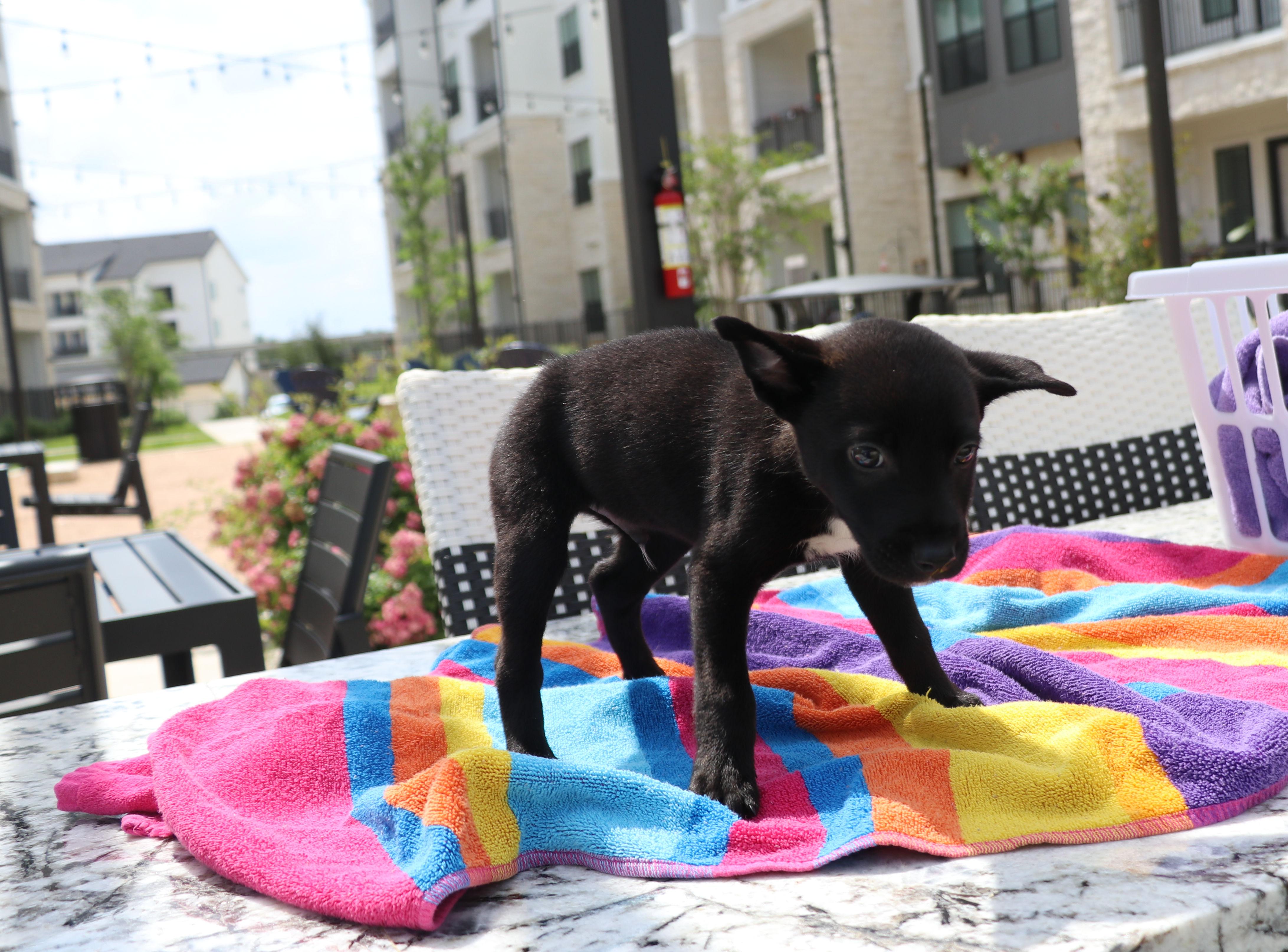 Enlarge Ne-Yo, an adopted mixed breed in Cape Neddick, ME image 5/6