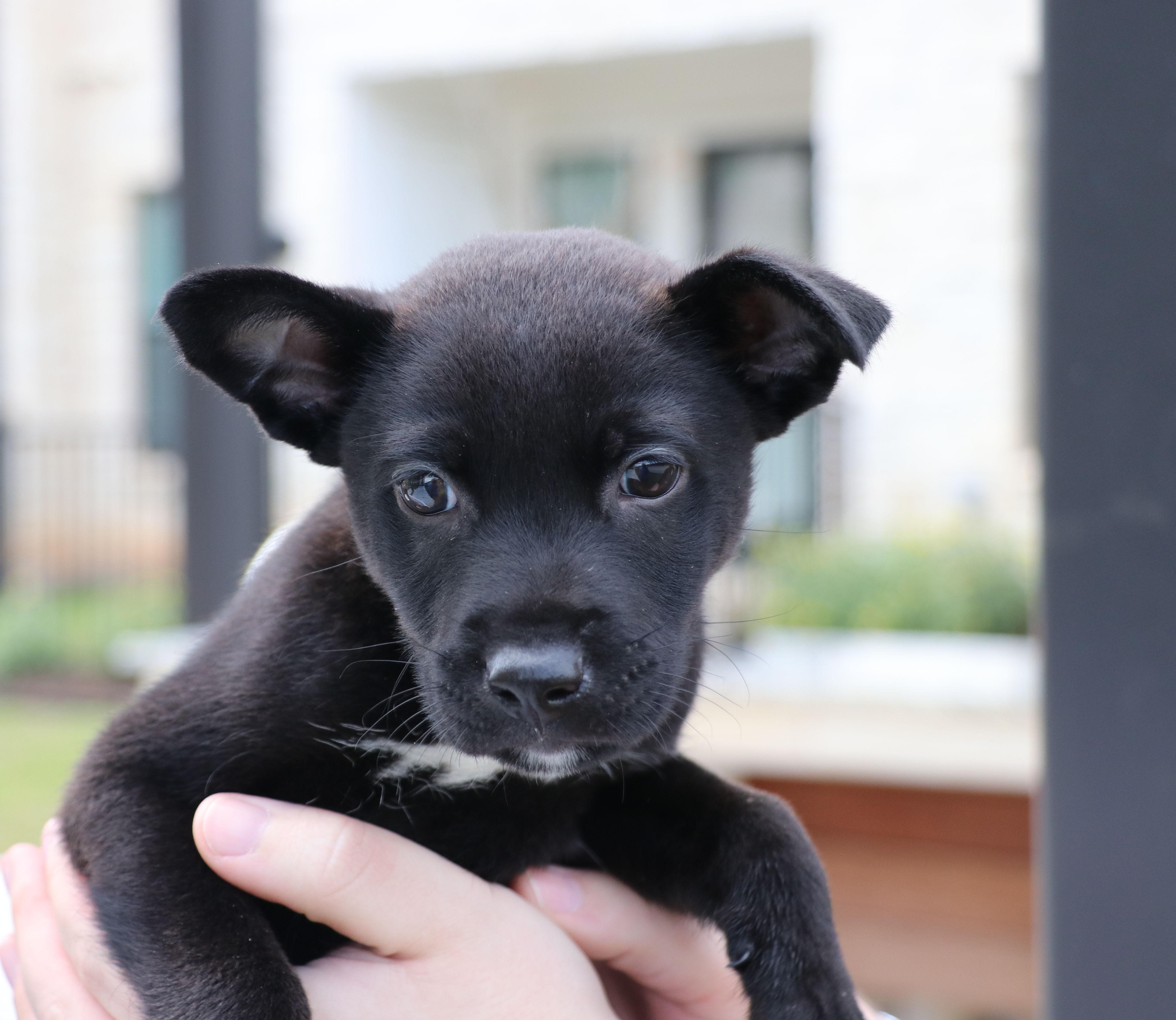 Enlarge Ne-Yo, an adopted mixed breed in Cape Neddick, ME image 2/6