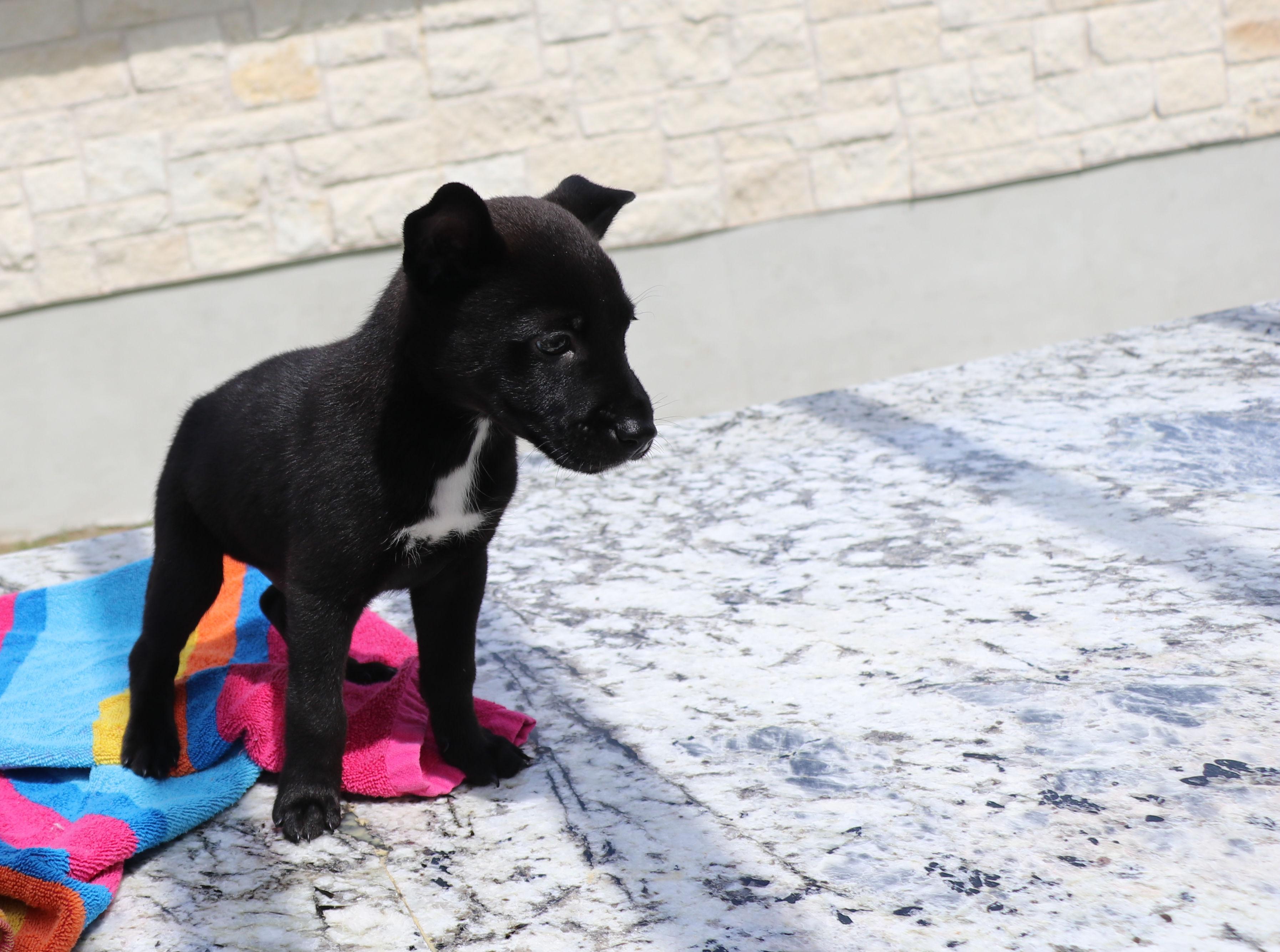 Ne-Yo, adopted, Puppy Male Mixed Breed.