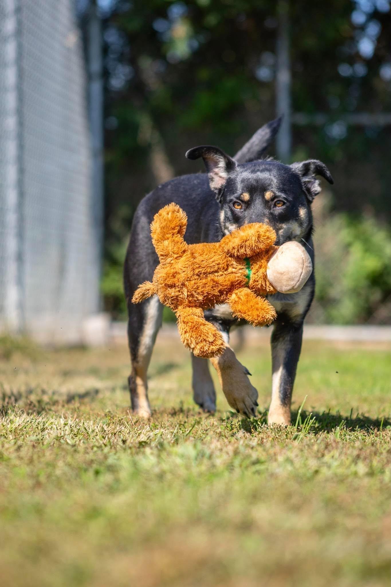 Enlarge Starla, a Adoptable mixed breed in Valparaiso, IN image 3/3