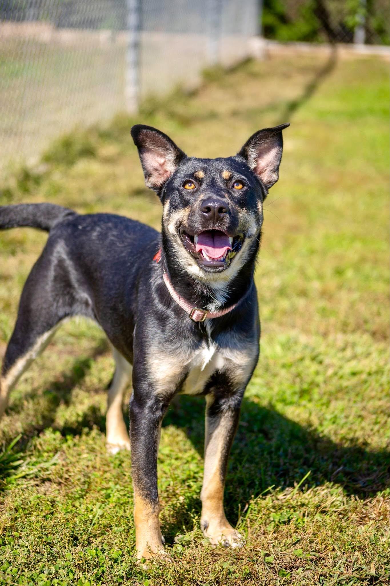 Enlarge Starla, a Adoptable mixed breed in Valparaiso, IN image 2/3
