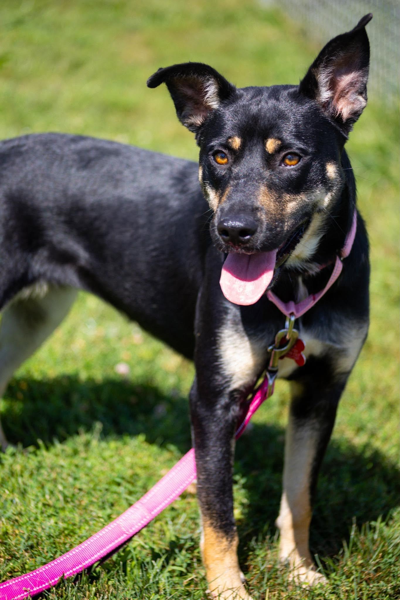Enlarge Starla, a Adoptable mixed breed in Valparaiso, IN image 1/3