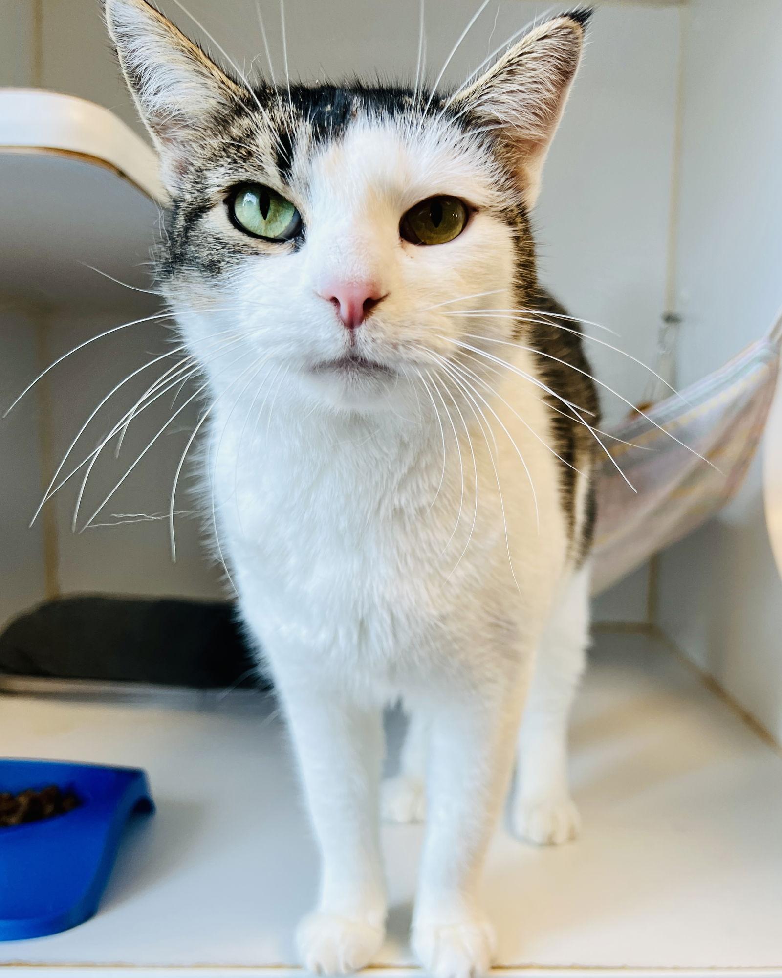 Cal, Adoptable, Young Female Domestic Short Hair.