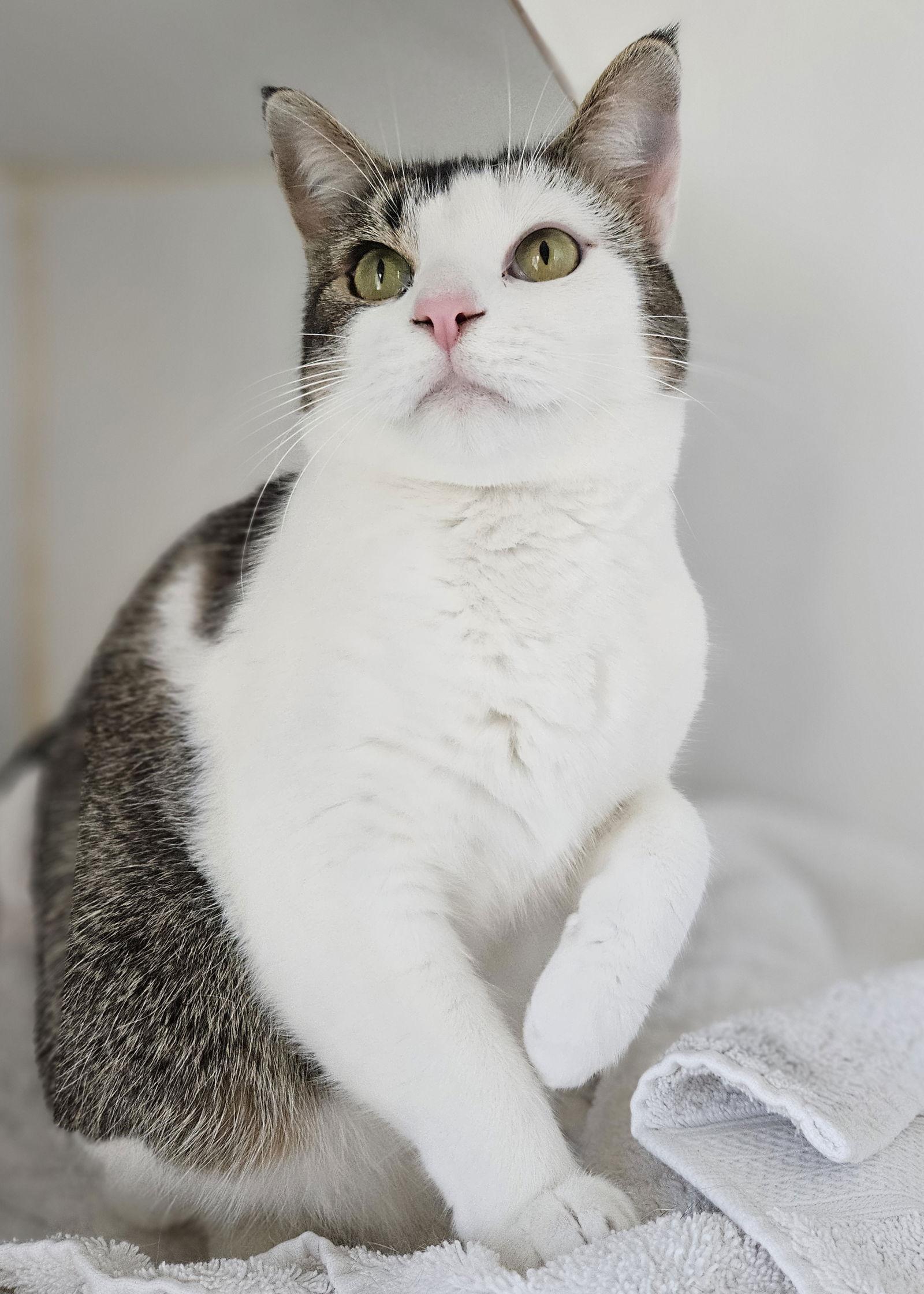 Cal, a Adoptable Domestic Short Hair in Oakland, CA image 2/3