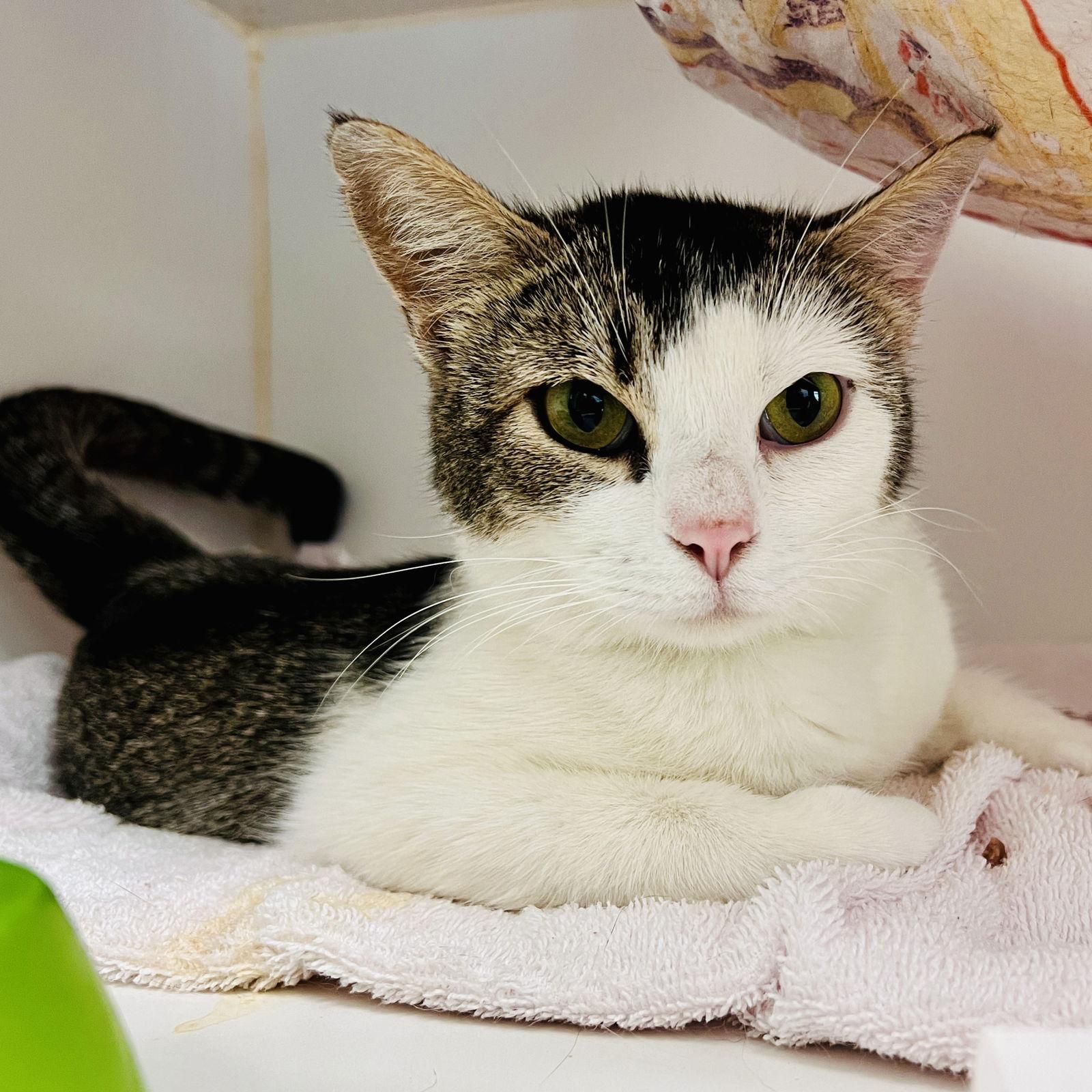 Cal, a Adoptable Domestic Short Hair in Oakland, CA image 3/3