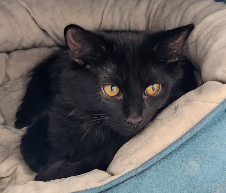 Zeus, an adoptable Domestic Long Hair in Mesquite, NV, 89024 | Photo Image 3