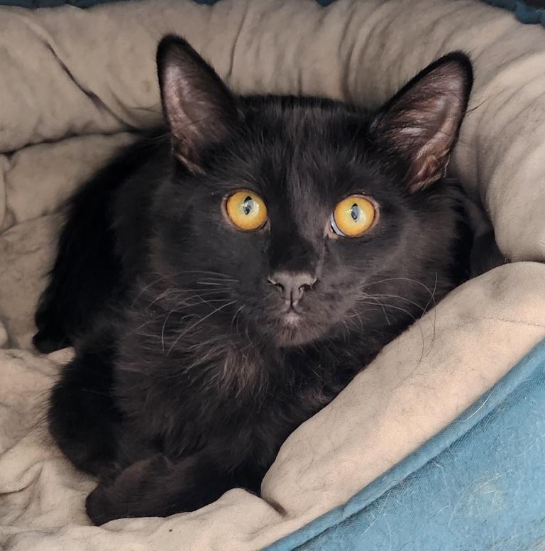 Zeus, an adoptable Domestic Long Hair in Mesquite, NV, 89024 | Photo Image 1