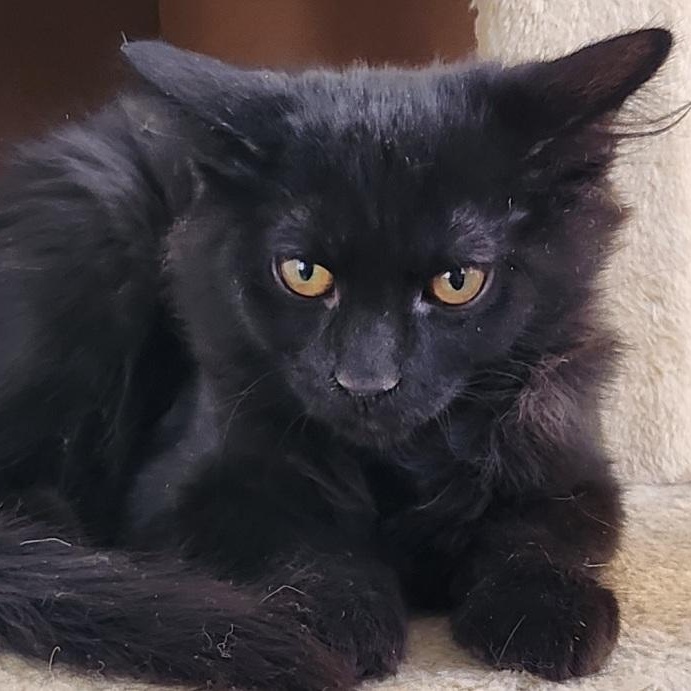 Zeus, an adoptable Domestic Long Hair in Mesquite, NV, 89024 | Photo Image 2