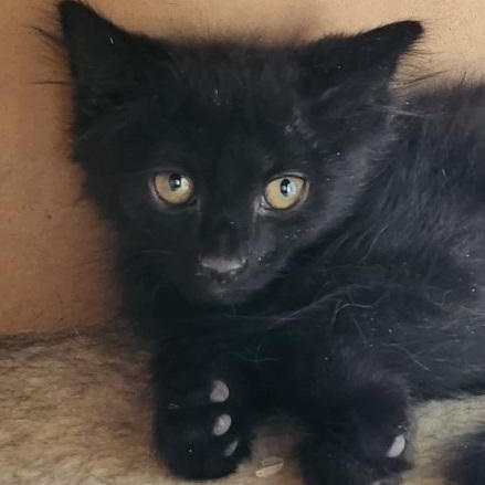 Zeus