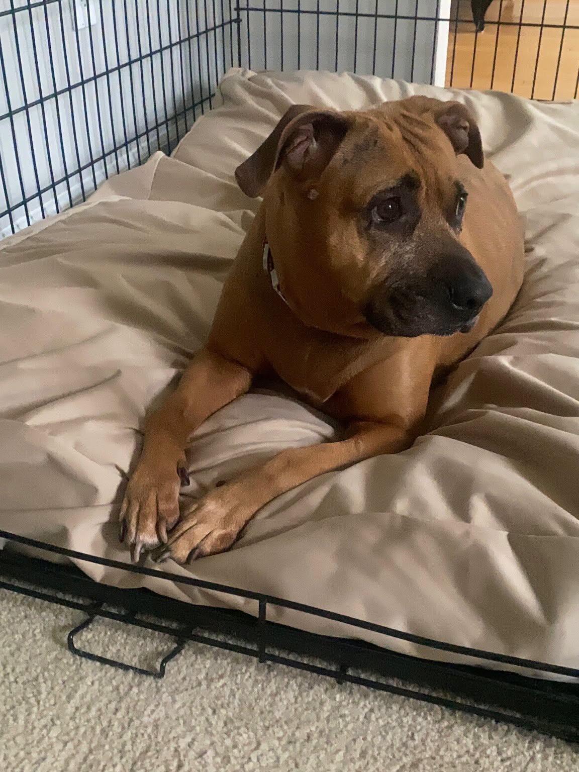 Enlarge Maddie, a ADOPTABLE mixed breed in Egg Harbor City, NJ image 3/4