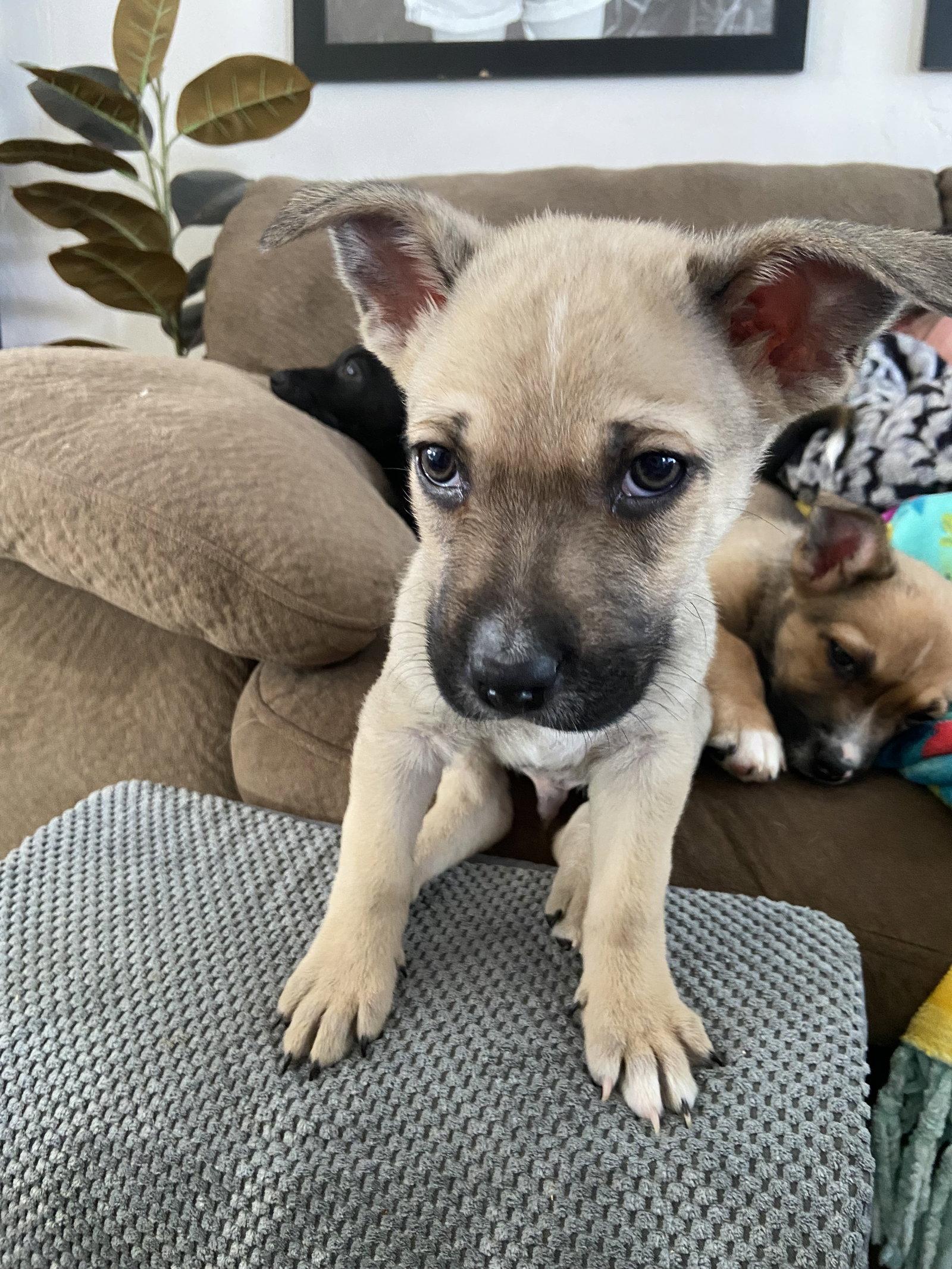 O' Ryan, Adopted, Puppy Male Corgi & Australian Cattle Dog / Blue Heeler.