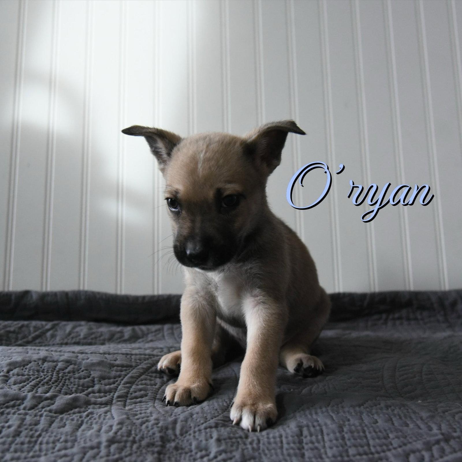 Enlarge O' Ryan, a Adopted mixed breed in Salt Lake City, UT image 2/3