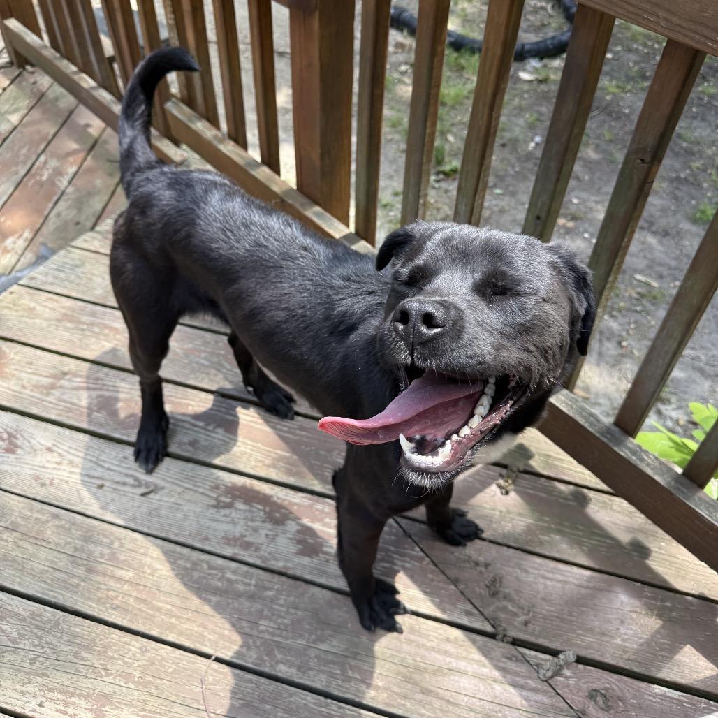 Ozzy, a Adoptable Mixed Breed in Medford, NJ image 2/5