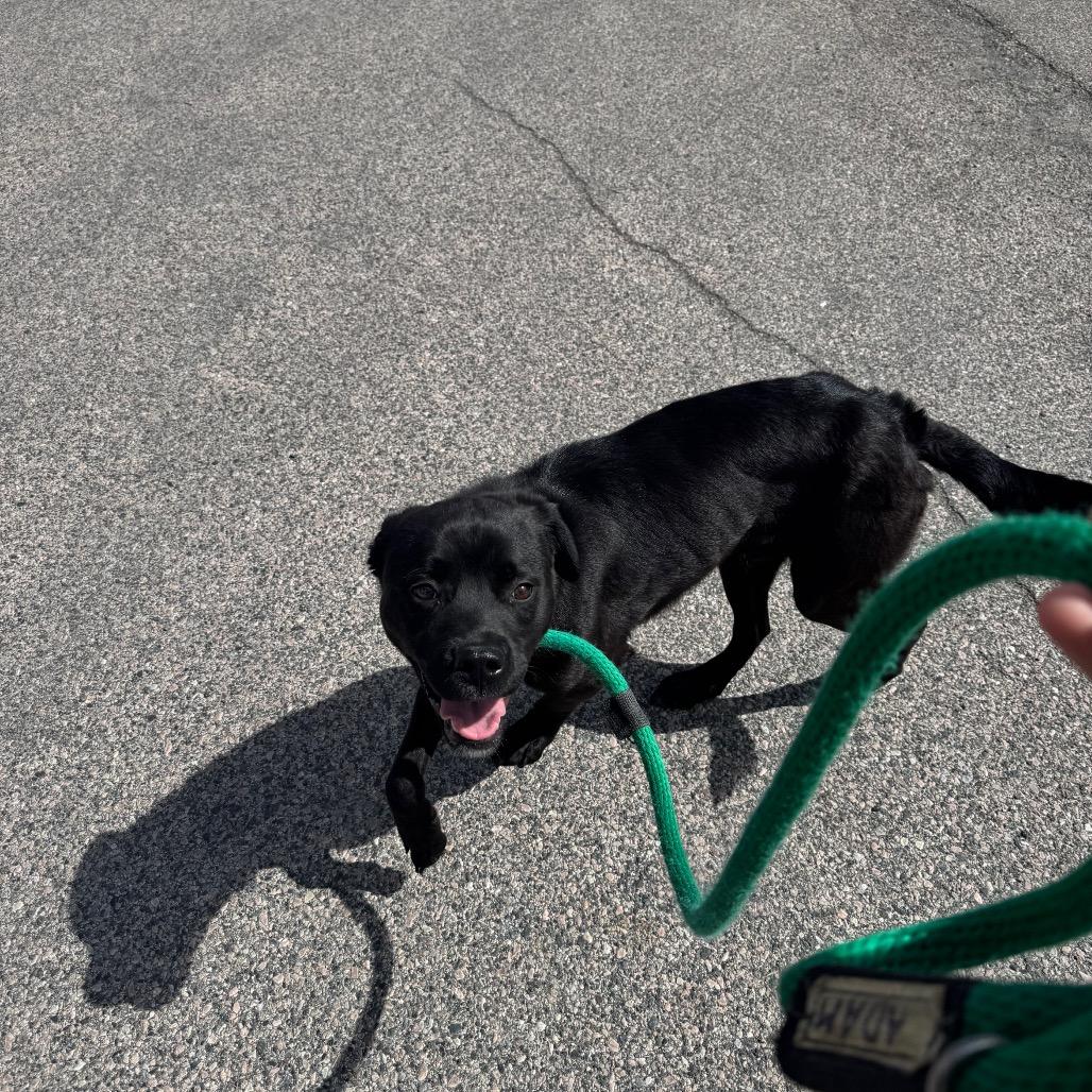 Ozzy, a Adoptable Mixed Breed in Medford, NJ image 3/5