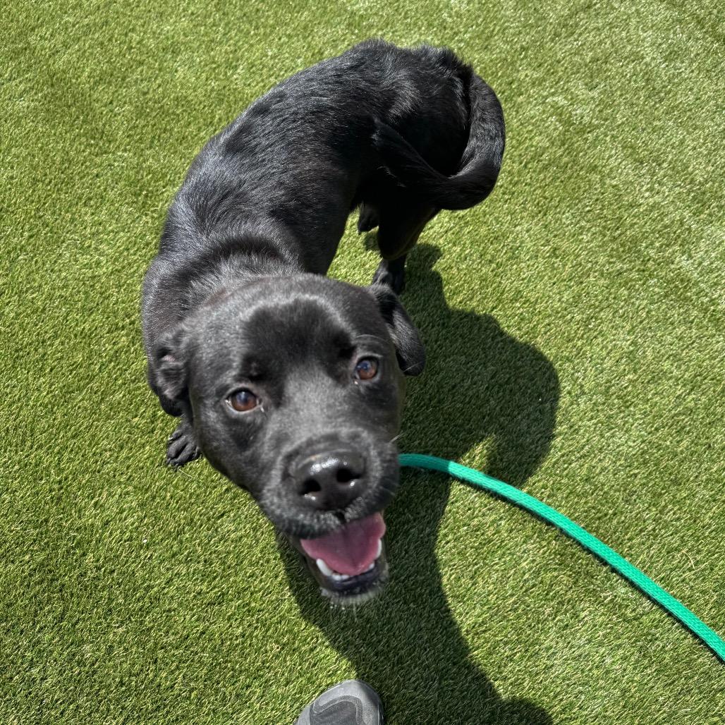 Ozzy, a Adoptable Mixed Breed in Medford, NJ image 4/5