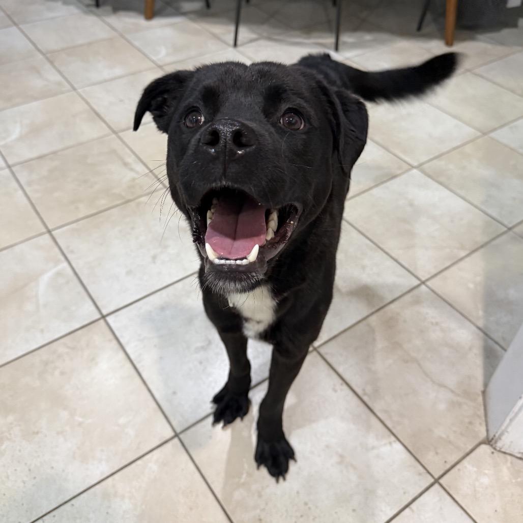 Ozzy, a Adoptable Mixed Breed in Medford, NJ image 1/5