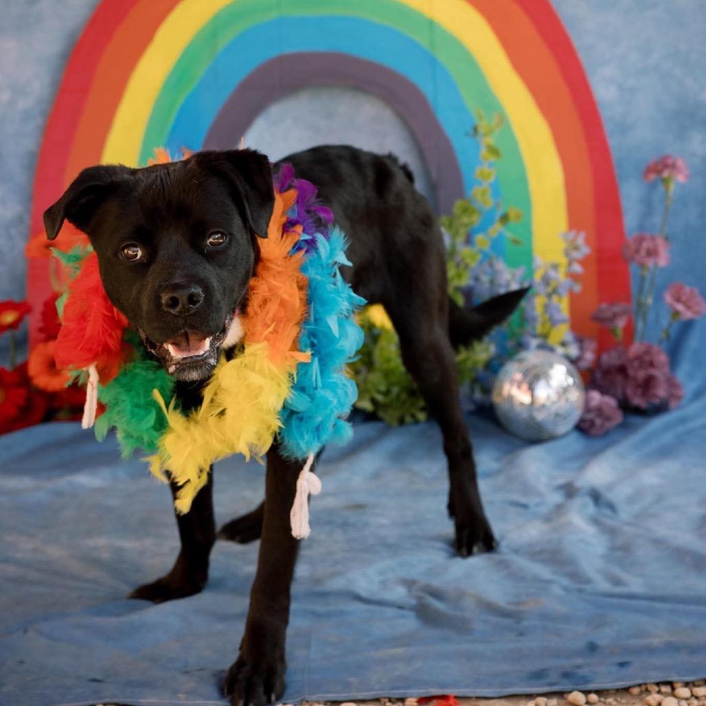 Ozzy, a Adoptable Mixed Breed in Medford, NJ image 5/5